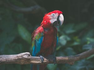 Preview wallpaper parrot, macaw, bird, branch, red