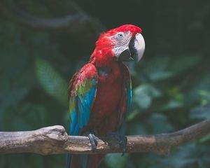 Preview wallpaper parrot, macaw, bird, branch, red