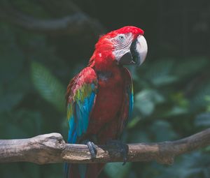 Preview wallpaper parrot, macaw, bird, branch, red