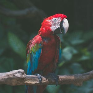 Preview wallpaper parrot, macaw, bird, branch, red