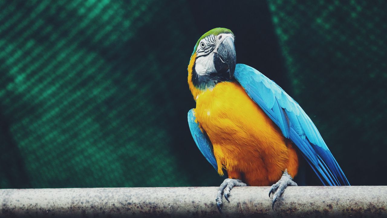 Wallpaper parrot, macaw, bird, sits