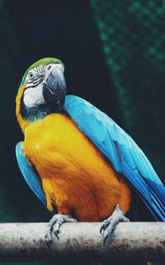Preview wallpaper parrot, macaw, bird, sits
