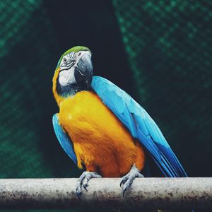 Preview wallpaper parrot, macaw, bird, sits
