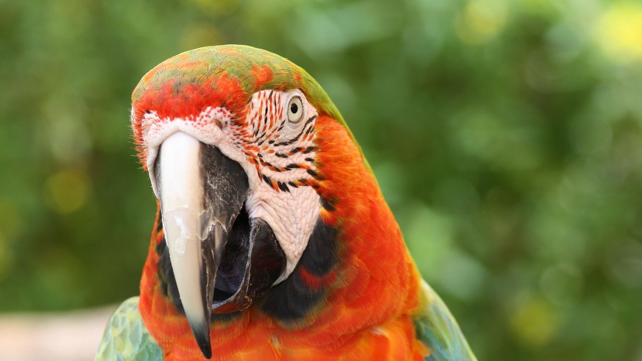 Wallpaper parrot, macaw, bird, beak, red, blue