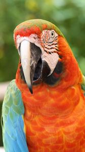 Preview wallpaper parrot, macaw, bird, beak, red, blue