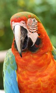 Preview wallpaper parrot, macaw, bird, beak, red, blue