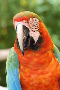 Preview wallpaper parrot, macaw, bird, beak, red, blue