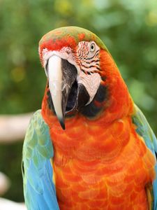 Preview wallpaper parrot, macaw, bird, beak, red, blue