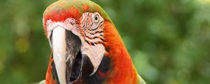 Preview wallpaper parrot, macaw, bird, beak, red, blue