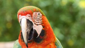 Preview wallpaper parrot, macaw, bird, beak, red, blue