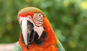 Preview wallpaper parrot, macaw, bird, beak, red, blue