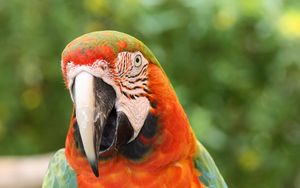 Preview wallpaper parrot, macaw, bird, beak, red, blue