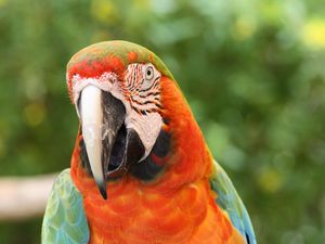 Preview wallpaper parrot, macaw, bird, beak, red, blue