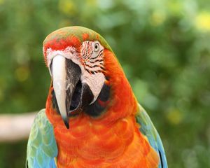 Preview wallpaper parrot, macaw, bird, beak, red, blue