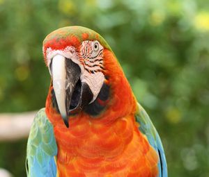 Preview wallpaper parrot, macaw, bird, beak, red, blue