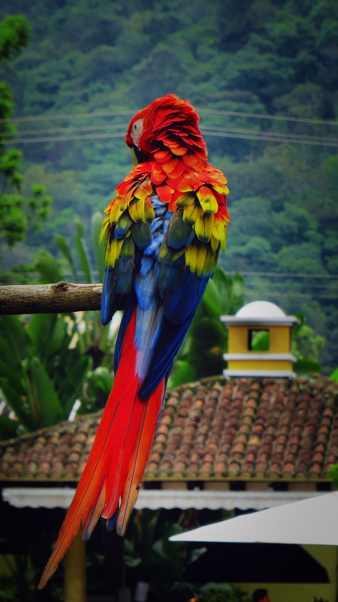 Download Wallpaper 1080x1920 Parrot Macaw Bird Color Feathers