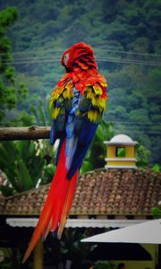 Preview wallpaper parrot, macaw, bird, color, feathers