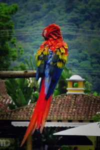 Preview wallpaper parrot, macaw, bird, color, feathers