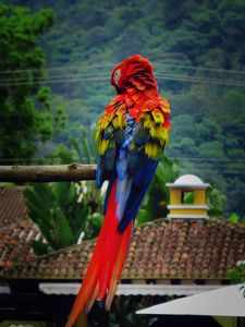 Preview wallpaper parrot, macaw, bird, color, feathers