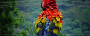 Preview wallpaper parrot, macaw, bird, color, feathers