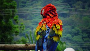 Preview wallpaper parrot, macaw, bird, color, feathers