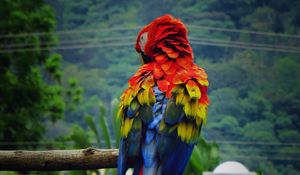 Preview wallpaper parrot, macaw, bird, color, feathers