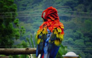 Preview wallpaper parrot, macaw, bird, color, feathers