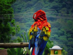 Preview wallpaper parrot, macaw, bird, color, feathers