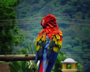 Preview wallpaper parrot, macaw, bird, color, feathers