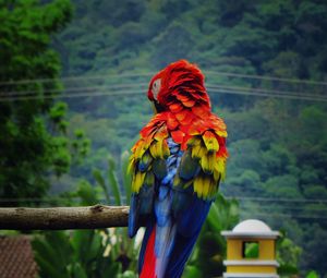 Preview wallpaper parrot, macaw, bird, color, feathers