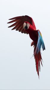 Preview wallpaper parrot, macaw, bird, flight, sky