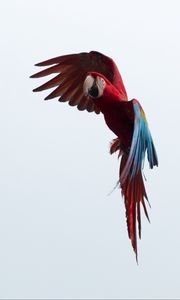 Preview wallpaper parrot, macaw, bird, flight, sky