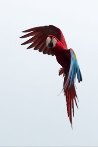 Preview wallpaper parrot, macaw, bird, flight, sky