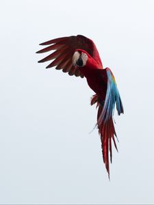 Preview wallpaper parrot, macaw, bird, flight, sky