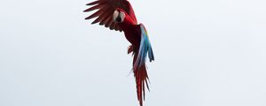 Preview wallpaper parrot, macaw, bird, flight, sky