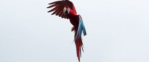 Preview wallpaper parrot, macaw, bird, flight, sky