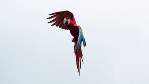 Preview wallpaper parrot, macaw, bird, flight, sky