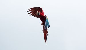 Preview wallpaper parrot, macaw, bird, flight, sky