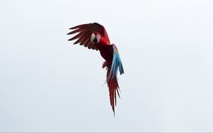Preview wallpaper parrot, macaw, bird, flight, sky