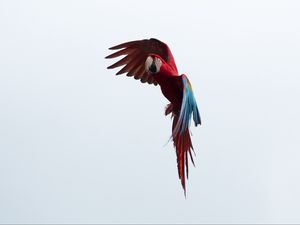 Preview wallpaper parrot, macaw, bird, flight, sky