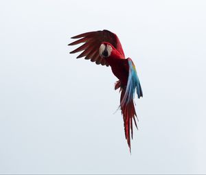 Preview wallpaper parrot, macaw, bird, flight, sky