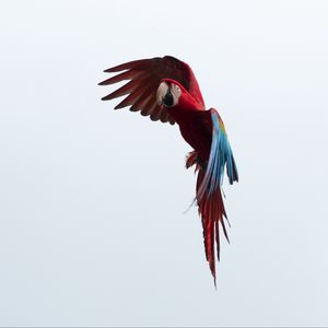 Preview wallpaper parrot, macaw, bird, flight, sky