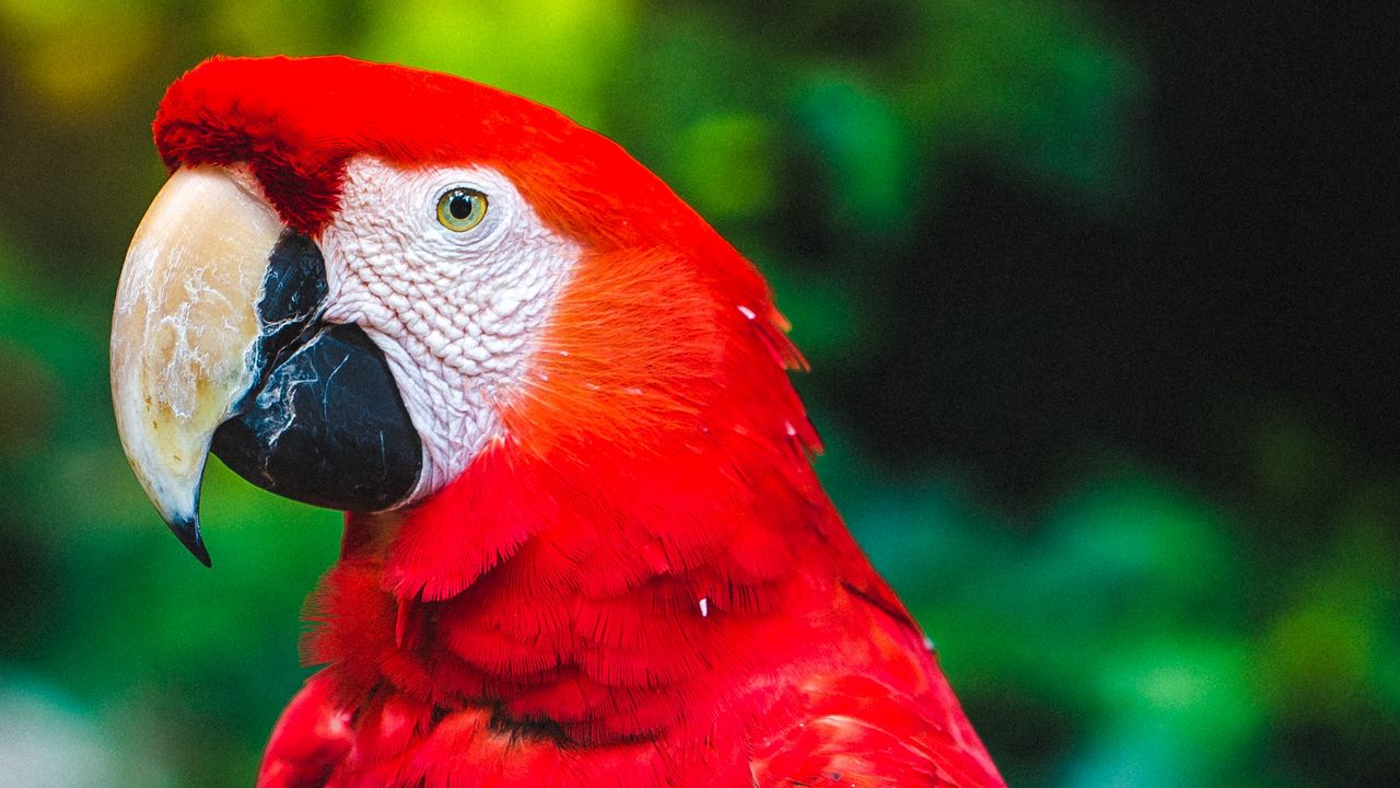 Wallpaper parrot, macaw, bird, beak, red, color