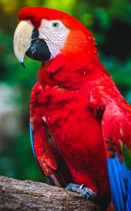 Preview wallpaper parrot, macaw, bird, beak, red, color