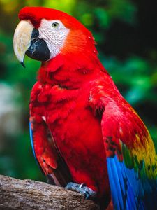 Preview wallpaper parrot, macaw, bird, beak, red, color