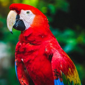 Preview wallpaper parrot, macaw, bird, beak, red, color