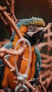 Preview wallpaper parrot, macaw, bird, colorful, branches