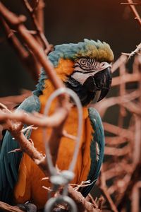 Preview wallpaper parrot, macaw, bird, colorful, branches