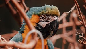 Preview wallpaper parrot, macaw, bird, colorful, branches