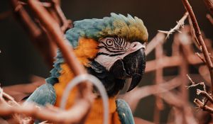 Preview wallpaper parrot, macaw, bird, colorful, branches